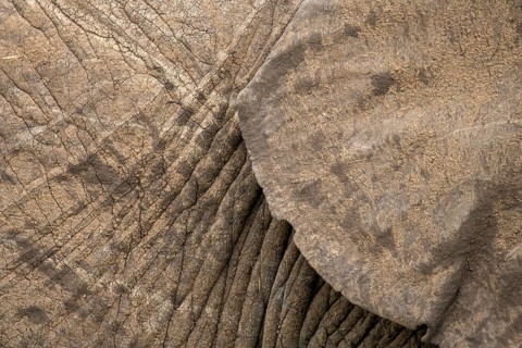 Detailed close-up of an elephant's skin and ear showcasing its unique texture and patterns,