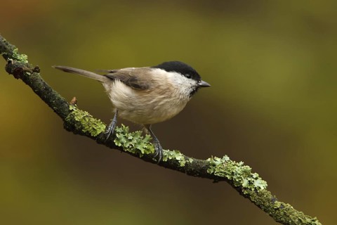 Marsh Tit (Poecile palustris), Utrecht, Netherlands