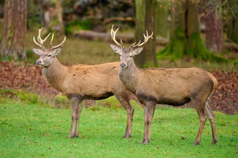 Two stags with antlers standing in a meadow, surrounded by autumn leaves, red deer (Cervus