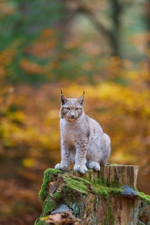 Eurasian lynx (Lynx lynx), sitting on tree trunk in autumn forest