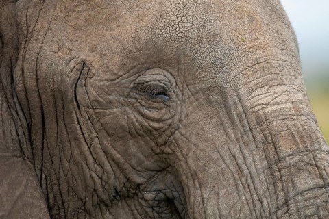Detailed close-up of an elephant's eye, showcasing the textured skin and calm expression of this