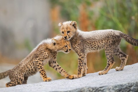 Cheetah (Acinonyx jubatus) youngsters playing with each other, captive, occurrence Africa