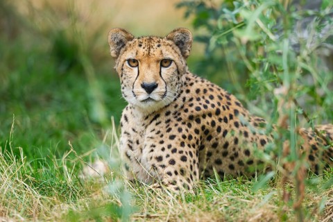Cheetah (Acinonyx jubatus) lying in the grass, captive, occurrence Africa
