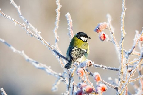 Great tit (Parus major) Germany