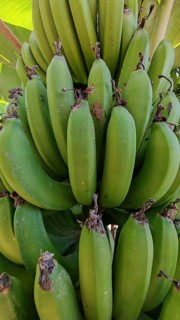 Close-up of green bananas (musa) on a shrub in a tropical environment, hiking in the Paul Valley,