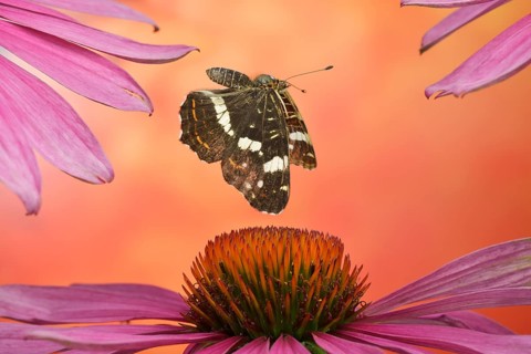 Land carline (Araschnia levana) in flight on the flowers of the coneflower (Echinacea)