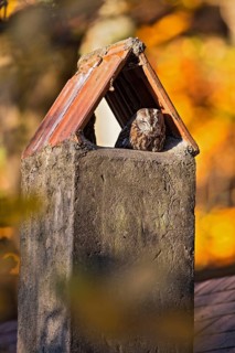 Tawny owl (Strix aluco) adult bird resting at its daytime roost in a chimney in a colourful autumn