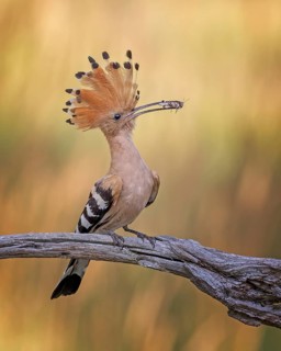 Hoopoe (Upupa epops) Bird of the Year 2022, male with blue-winged grasshopper, nuptial gift, prey,