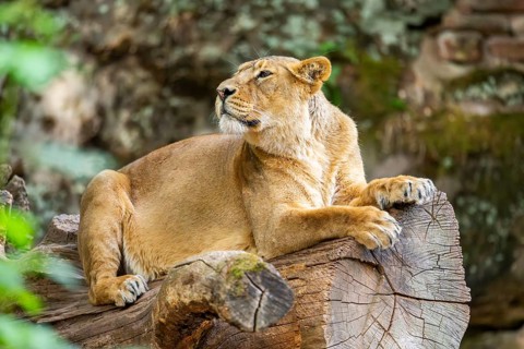 Asiatic lion (Panthera leo persica) female lying on a tree trunk, captive, Germany