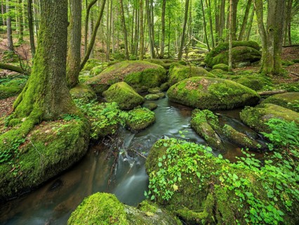 The Höllbach in the Hölle Nature Reserve flows through green forest and large moss-covered rocks,
