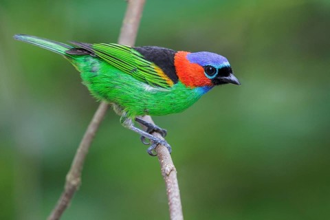 Red-necked Tanager (Tangara cyanocephala) perched on a branch in the Atlantic rainforest of