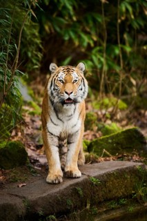 Siberian tiger or Amur tiger (Panthera tigris altaica) walking on the ground, captive, habitat in