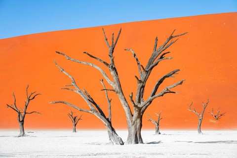 Dead camel thorn trees (Vachellia erioloba), red sand dunes, white salt pan, Dead Vlei, Sossusvlei,