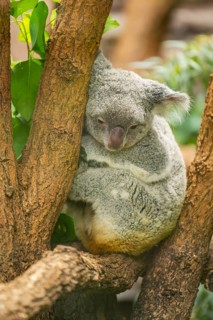 Koala (Phascolarctos cinereus) sitting on a tree, captive, distribution South Australia, Australia,