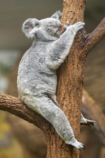 Koala (Phascolarctos cinereus) sitting on a tree, captive, distribution South Australia, Australia,