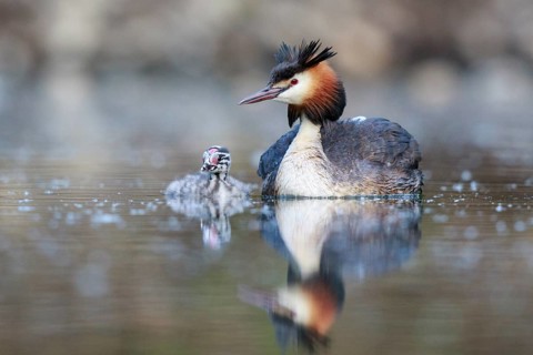 Great Crested Grebe (Podiceps cristatus) with chick, North Rhine-Westphalia, Germany