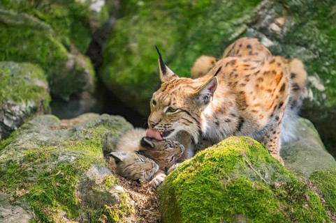 Eurasian lynx (Lynx lynx) mother with her youngsters (cubs) lying on a rock in a forest, Bavaria,