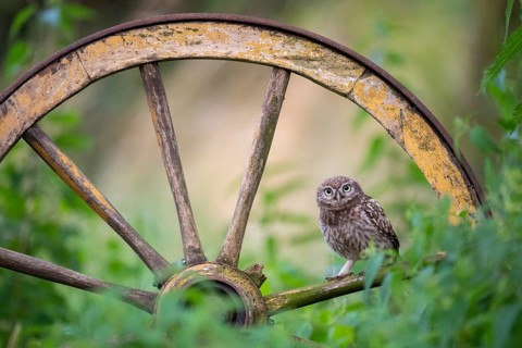 Little owl (Athene noctua), Vechta, Lower Saxony, Germany