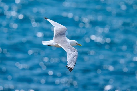 A gull with outstretched wings flies over the sea, which shimmers in blue bokeh, kittiwake (Rissa