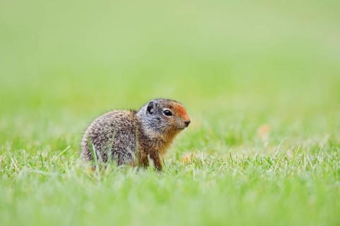 Columbia ground squirrel (Urocitellus columbianus, Spermophilus columbianus), juvenile, Waterton