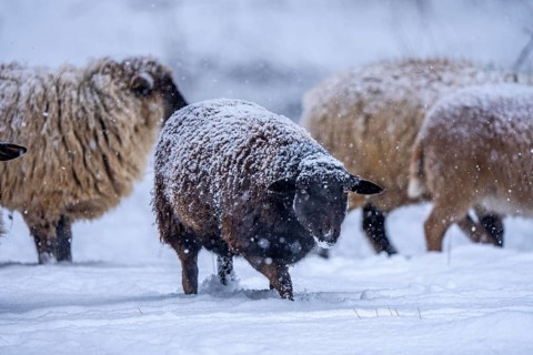 Winter weather, blowing snow, sheep on a snowy pasture, looking for food, thick fur, Elfringhauser