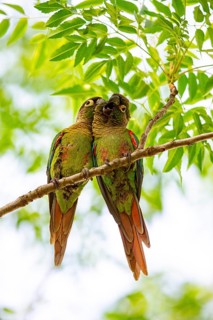 Deville Parakeet (Pyrrhura devillei) Pantanal Brazil