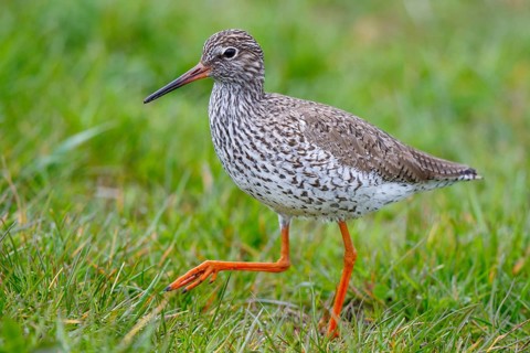 Common Redshank (Tringa totanus), Netherlands