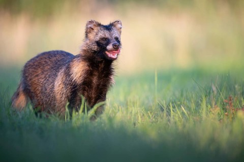 Raccoon dog (Nyctereutes procyonoides) looking curiously at a forest clearing, portrait, Podlaskie