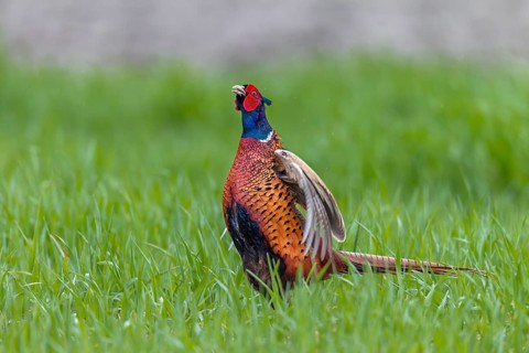 The pheasant cock (Phasianus colchicus) begins its mating ritual with its head held upright, mating