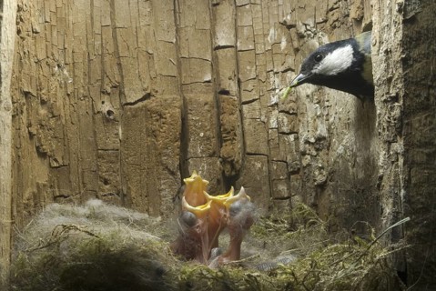 Great Tit (Parus major), Saxony, Germany