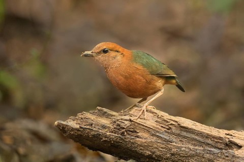Rusty-naped Pitta (Hydrornis oatesi), Pahang, Malaysia