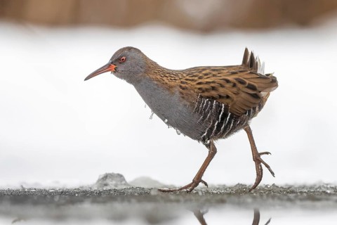 Water rail (Rallus aquaticus) Water rail, winter with ice and snow, frost, frozen lake and pond,