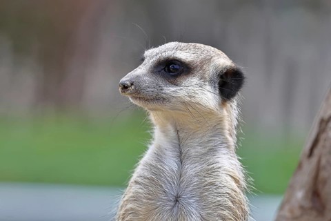 Meerkat (Suricata suricatta) animal portrait, captive, Hesse Germany