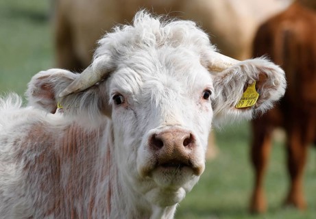 Free-range calves, cattle and cows from the Jahnsfeld organic farm in Brandenburg, they graze the