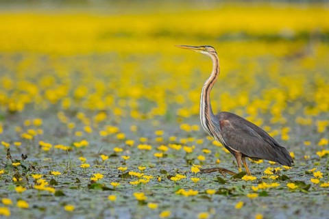 Purple heron (Ardea purpurea) Hungary