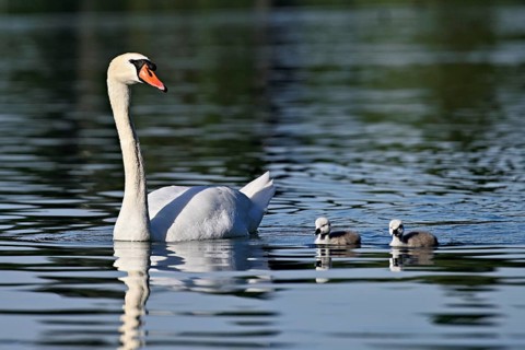 Mute swan (Cygnus olor), male with two chicks swimming in Lake Zug, Canton Zug, Switzerland