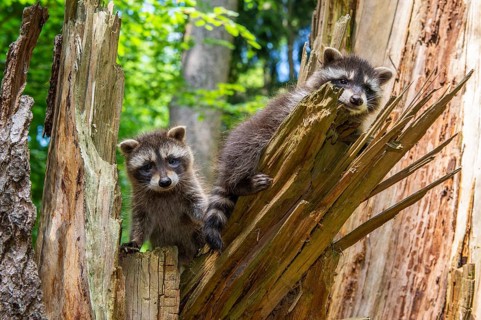 Young raccoon (Procyon lotor) on a discovery tour, Steinhagen, North Rhine-Westphalia, Germany