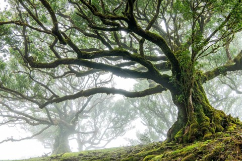 Laurel trees (Laurus nobilis) on Madeira, Fanal, Madeira, Portugal