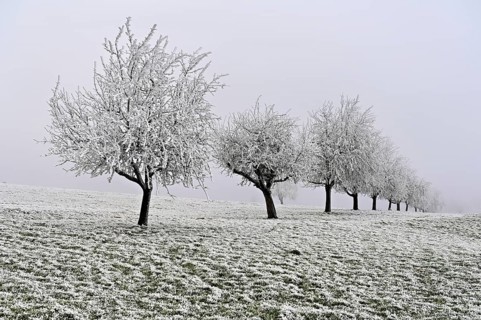 Row of trees with hoarfrost, Lindenberg, Freiamt, Canton of Aargau, Switzerland