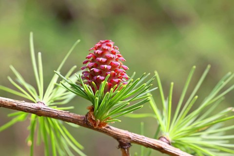 Female flower of larch (Larix decidua), larch blossom, growing into cones, close-up, spring,