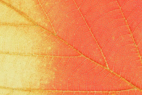 Persian ironwood (Parrotia persica), detail of leaf in autumn, North Rhine-Westphalia, Germany