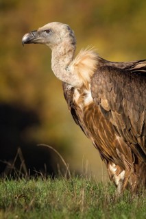 Griffon Vulture (Gyps fulvus), portrait, Castile and Leon, Spain
