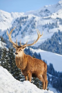 Red deer (Cervus elaphus) stag on a snowy meadow in the mountains in tirol, Kitzbühel, Wildpark