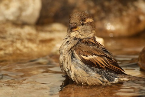 House sparrow (Passer domesticus) female bathing in a garden pond, Allgäu, Bavaria, Germany