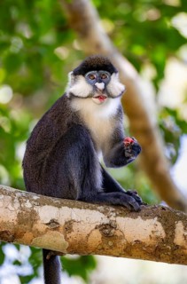 Red-tailed guenon or Congo white-nosed guenon (Cercopithecus ascanius schmidti), sitting on a tree,