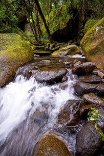 Mhlwazini River flows through thick forest, original mountain forest, Rainbow Gorge,