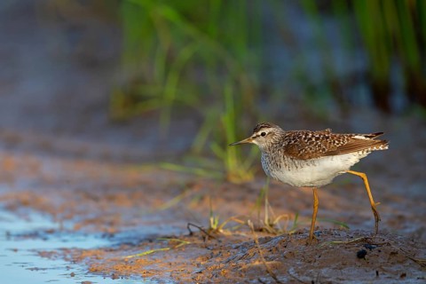 Wood sandpiper (Tringa glareola), Chevalier sylvain, Andarríos Bastardo, Raysut, Salalah, Sohar,