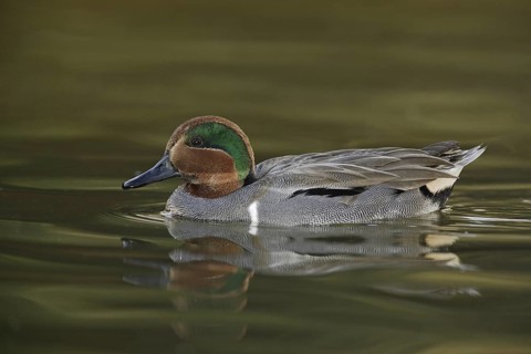 Green-winged Teal (Anas carolinensis) male, Arizona, USA