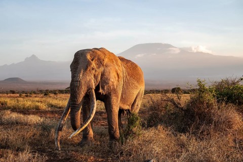 African elephant (Loxodonta africana) with Kilimanjaro, the famous Super Tusker elephant Craig, old