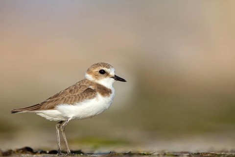Animals, birds, plover, Kentish plover, (Charadrius alexandrinus), biotope, habitat, foraging, Barr